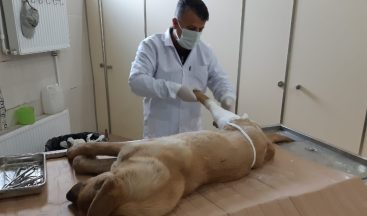 Kurtarılan köpek tedavi altına alındı
