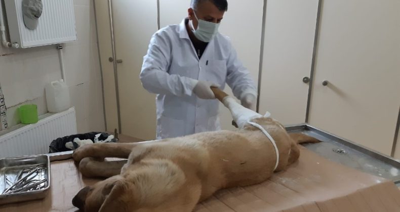 Kurtarılan köpek tedavi altına alındı