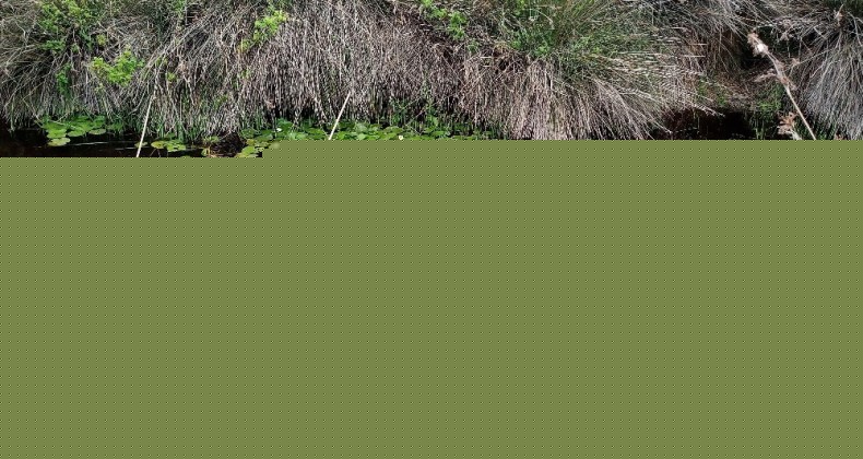 Samsun Kuş Cenneti Fotoğraf Tutkunlarını Bekliyor