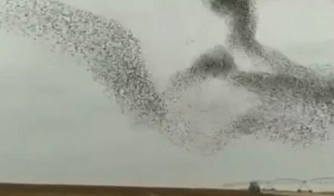 Kuşların gökyüzündeki muhteşem dansı