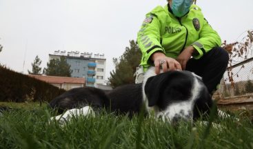 Malatya’da ayağı kırılan köpeğe polis sahip çıktı