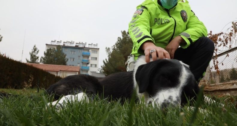 Malatya’da ayağı kırılan köpeğe polis sahip çıktı