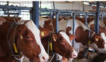 Malatya’da hayvan yetiştiricilerine düve desteği