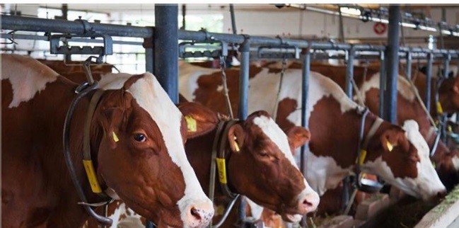 Malatya’da hayvan yetiştiricilerine düve desteği