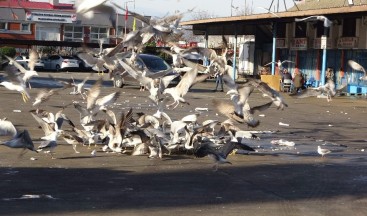 Martıların balık atığı savaşı