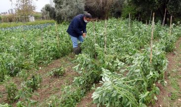 Mersin’de dolu yağışı kışlık sebzelere zarar verdi