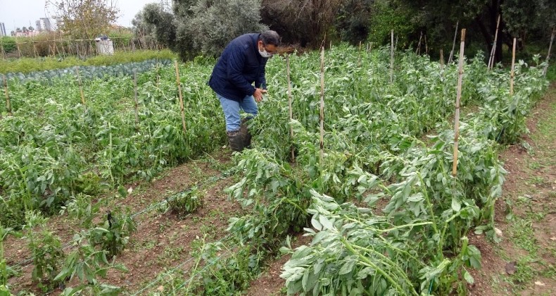 Mersin’de dolu yağışı kışlık sebzelere zarar verdi