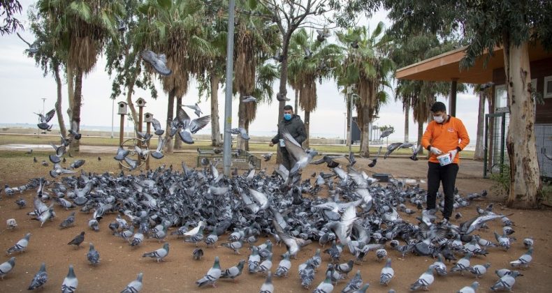 Mersin’de sokağa çıkma yasağında sokak hayvanları unutulmadı