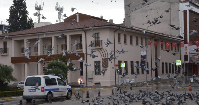 Meydanlar sokak hayvanlarına kaldı