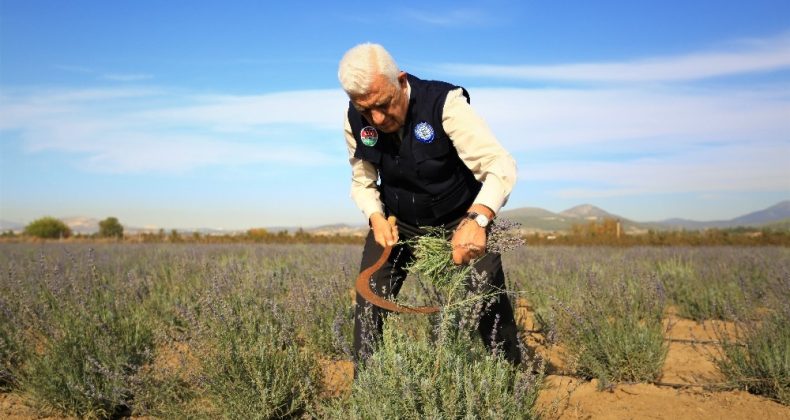 Muğla’da ikinci Lavanta hasadı yapıldı