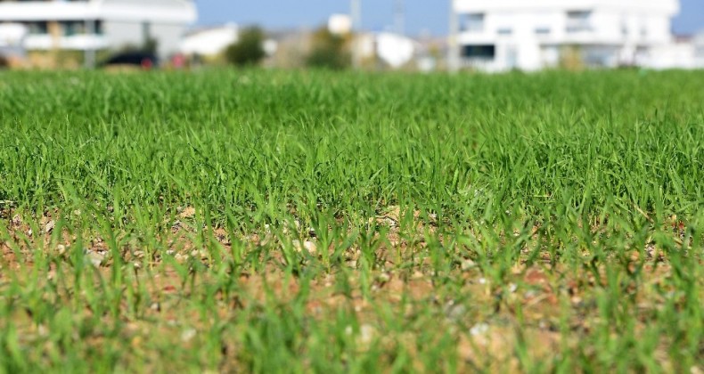 Muratpaşa’nın buğdayları filizlendi