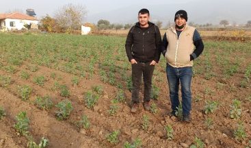 Ödemiş’te bakla boy verdi, bezelye ekimleri sürüyor