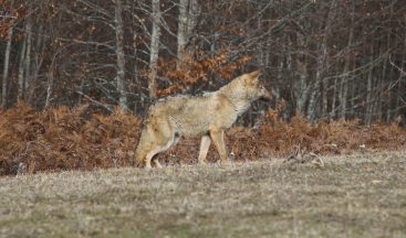Ormanya’da tedavi edilen dişi kurt doğaya geri salındı