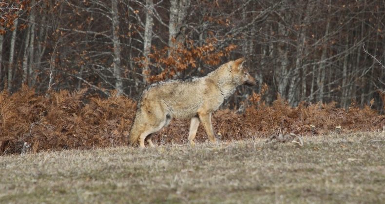 Ormanya’da tedavi edilen dişi kurt doğaya geri salındı