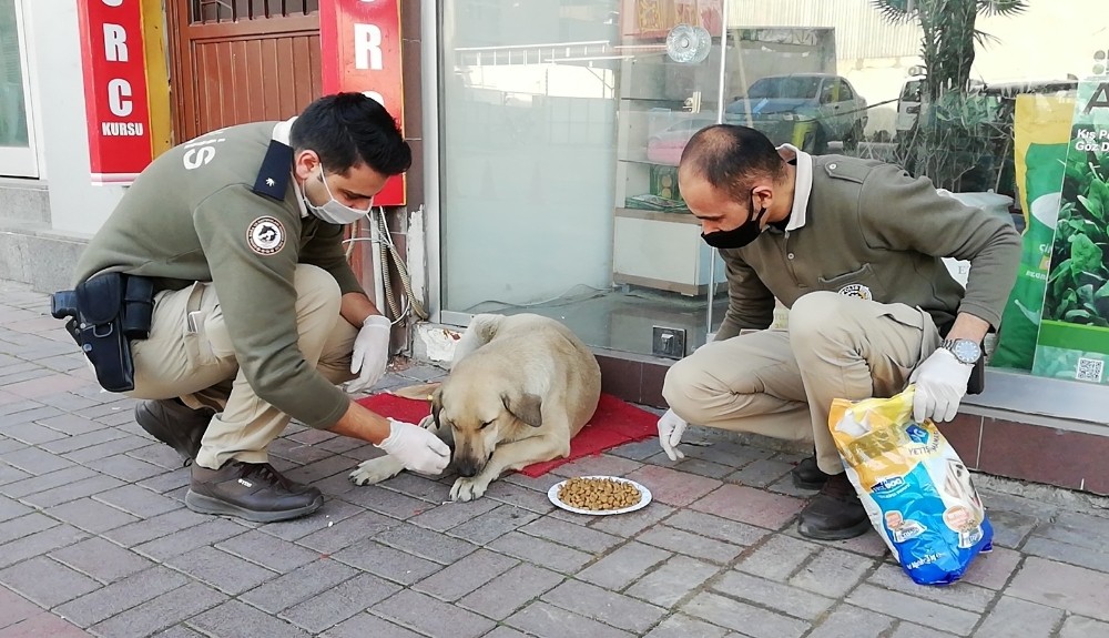 Osmaniye polisi kısıtlamada sokak hayvanlarını unutmadı