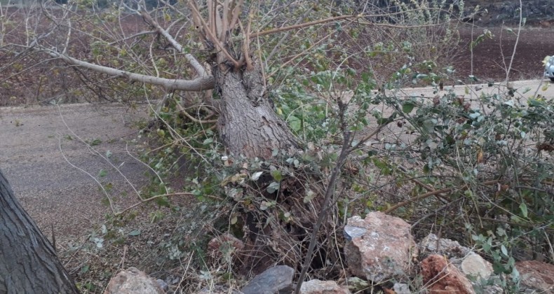 Osmaniye’de şiddetli rüzgar nedeniyle devrilen ağaçlar yolları kapattı