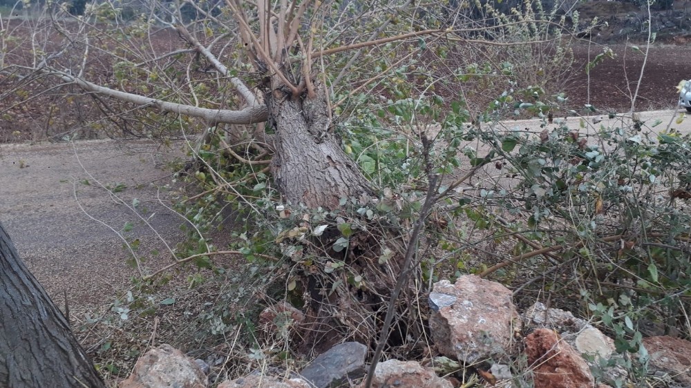 Osmaniye’de şiddetli rüzgar nedeniyle devrilen ağaçlar yolları kapattı