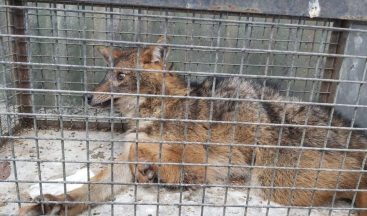 Otomobilin çarptığı çakal tedavi altına alındı