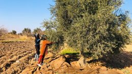 Tarım İşçileri Kısıtlamadan Muaf Zeytin Topladı