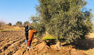Tarım İşçileri Kısıtlamadan Muaf Zeytin Topladı
