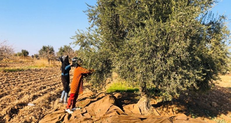 Tarım İşçileri Kısıtlamadan Muaf Zeytin Topladı