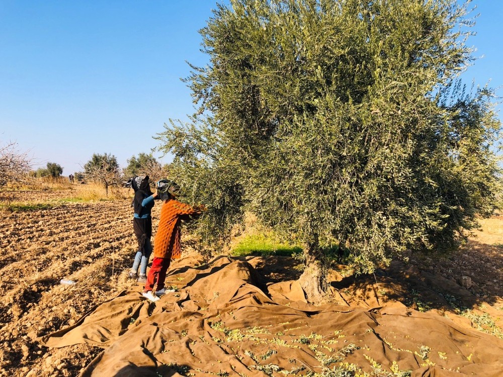 Tarım İşçileri Kısıtlamadan Muaf Zeytin Topladı