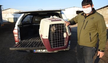 Şanlıurfa’da çiftliğe sığınan yaralı turna tedavi altına alındı