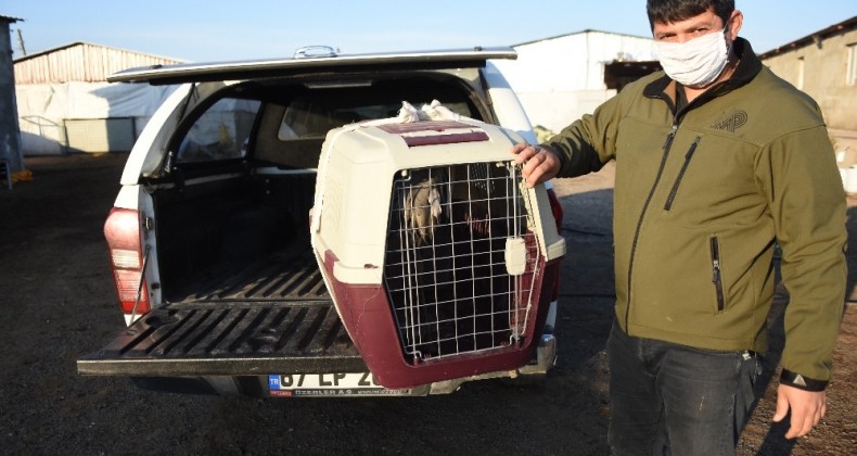 Şanlıurfa’da çiftliğe sığınan yaralı turna tedavi altına alındı
