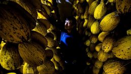 Yazlık Kavunlar Kışlık Sofralarda