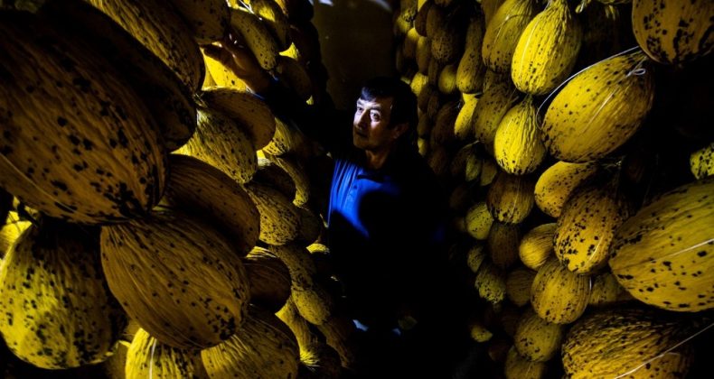 Yazlık Kavunlar Kışlık Sofralarda