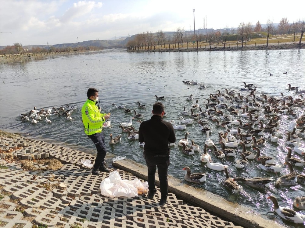 Polis ekipleri Kızılırmak’ta bulunan kaz ve ördekleri besledi