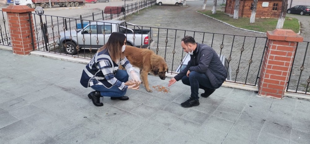 Polisler sokak hayvanlarını besledi