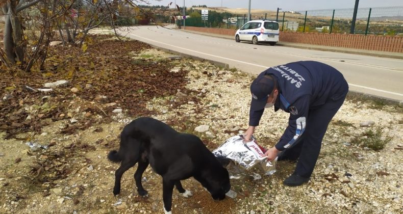 Şahinbey’de sokak hayvanları için yem ve mama bırakılıyor