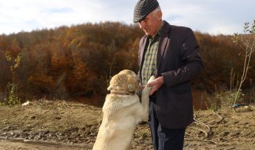 Sahiplendirilen hayvanlar yeni yuvalarında