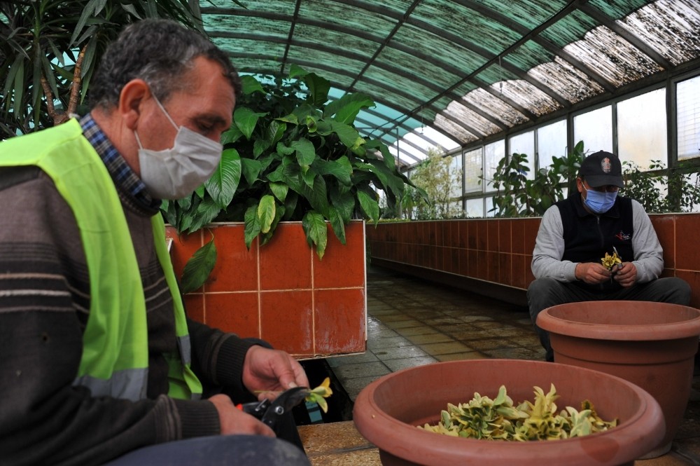 Samsun Büyükşehir Belediyesi on binlerce süs bitkisi üretiyor