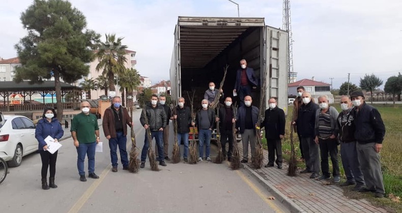 Samsun’da kapama ceviz bahçeleri artıyor