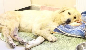 Şans köpeğin yüzlerce kilometrelik iyileşme yolculuğu