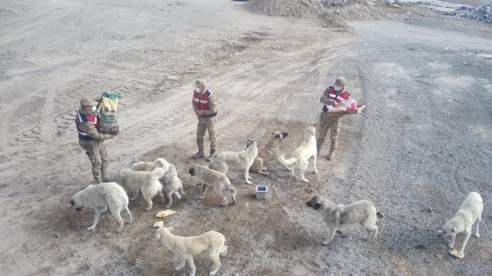 Sarıkamış’ta kısmen boşaltılan köyde sahipsiz köpeklere jandarma sahip çıktı