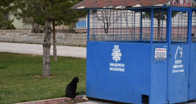 Selçuklu’da sokak hayvanları unutulmuyor
