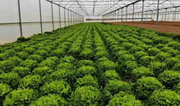 Serada 2 liraya satılan marul markette yüzde 400 zamlı satılıyor