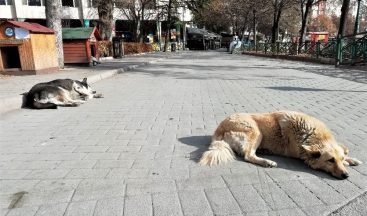 Sessiz sokaklarda uyku keyfi