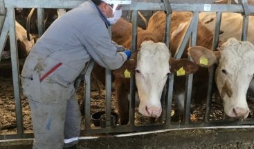 Simav’da 120 bin hayvan aşılandı