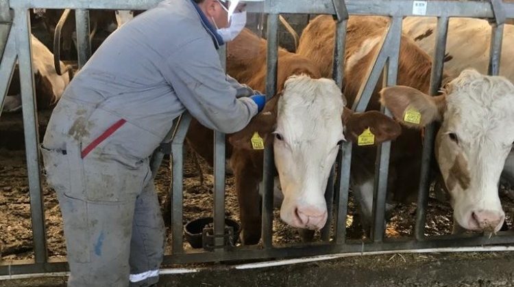 Simav’da 120 bin hayvan aşılandı