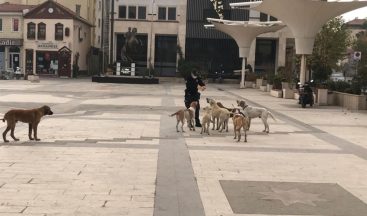 Sındırgı sokakları sokak hayvanlarına kaldı