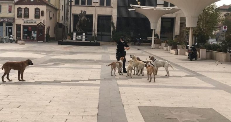 Sındırgı sokakları sokak hayvanlarına kaldı
