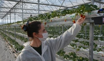 Sinop’ta 4 milyon liraya mal olan çilek serasında ilk hasat