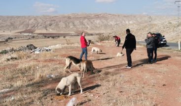 Sivas’ta Sokak Hayvanları Unutulmadı