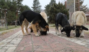 Sivas’ta sokak hayvanları unutulmadı