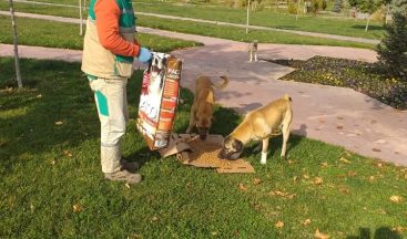 Soğuklarda ve pandemi sürecinde sokak hayvanları unutulmuyor
