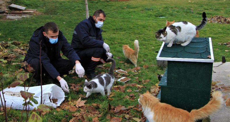 Sokağa çıkma kısıtlamasında sokak hayvanları unutulmadı